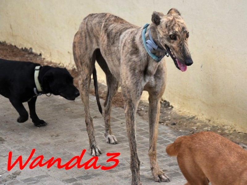 Wanda3 geb. 11/2023 (ESP) - menschenbezogene, hübsche Galga!