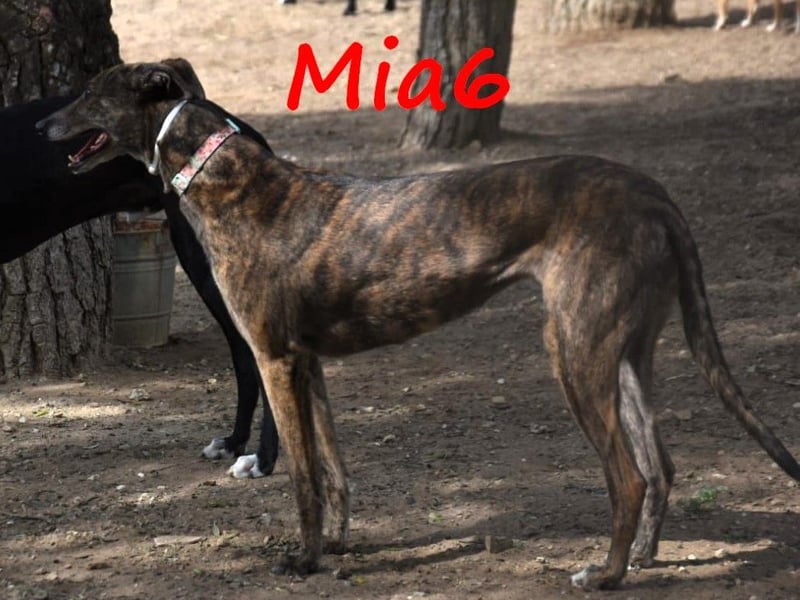 Mia6 10/2017 (ESP) - super liebe, zutrauliche und verschmuste Galga!