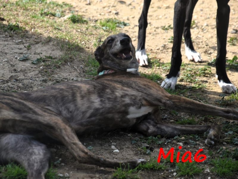 Mia6 10/2017 (ESP) - super liebe, zutrauliche und verschmuste Galga!