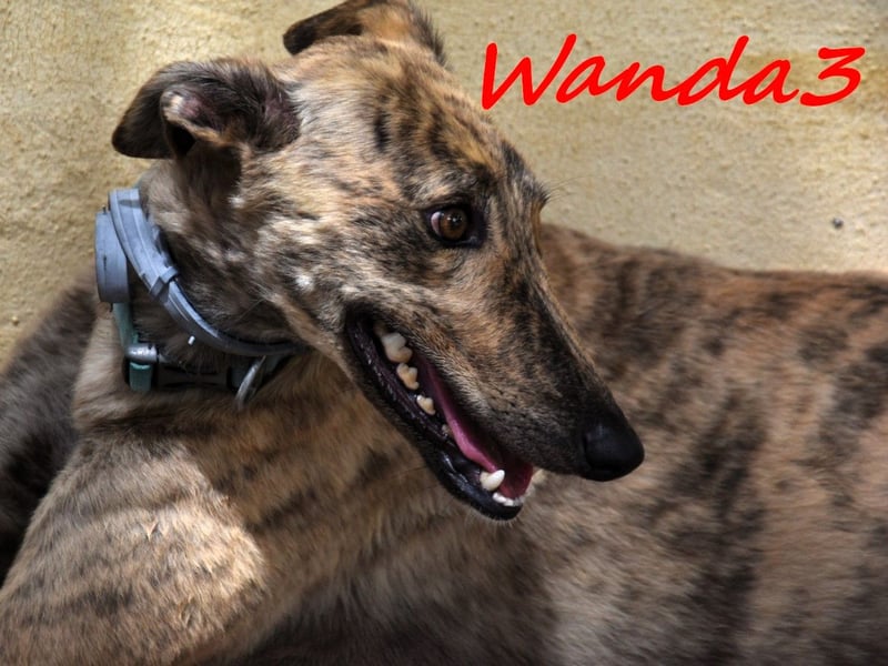 Wanda3 geb. 11/2023 (ESP) - menschenbezogene, hübsche Galga!