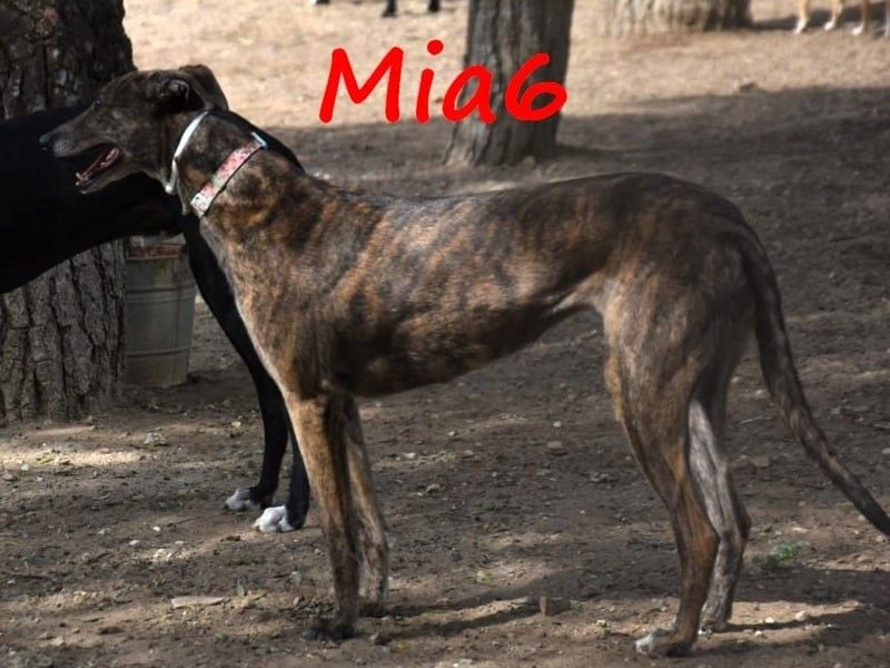 Mia6 geb. 10/2017 (ESP) - super liebe, zutrauliche und verschmuste Galga!