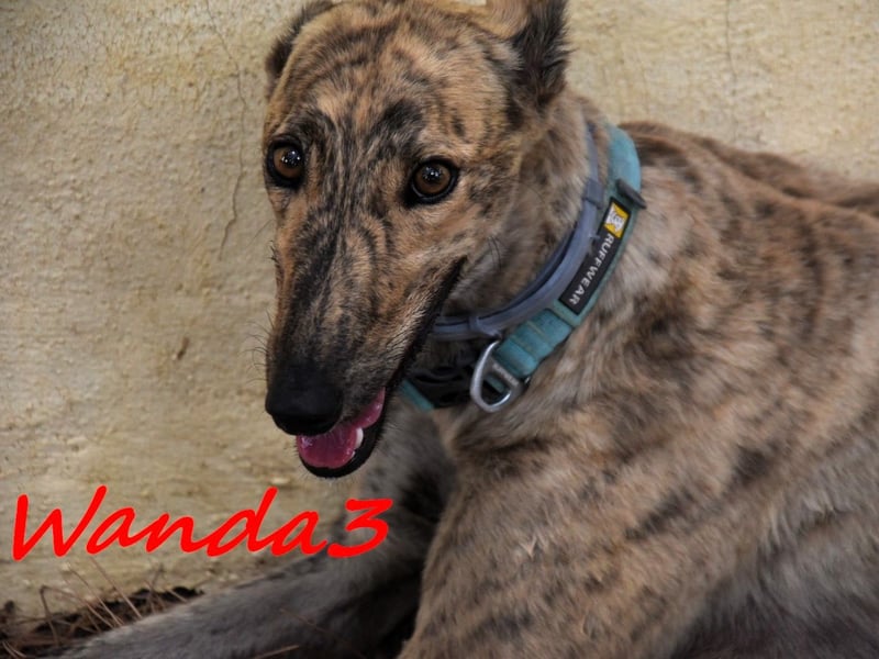 Wanda3 geb. 11/2023 (ESP) - menschenbezogene, hübsche Galga!