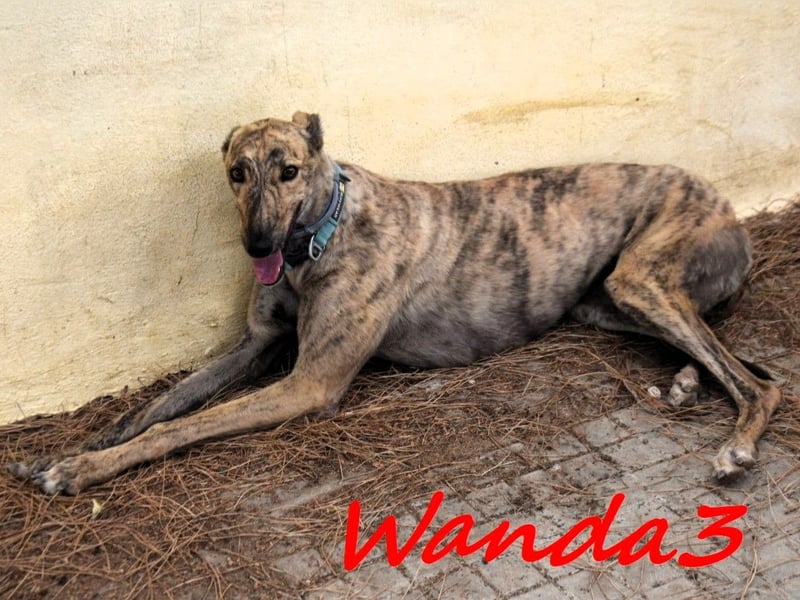 Wanda3 geb. 11/2023 (ESP) - menschenbezogene, hübsche Galga!