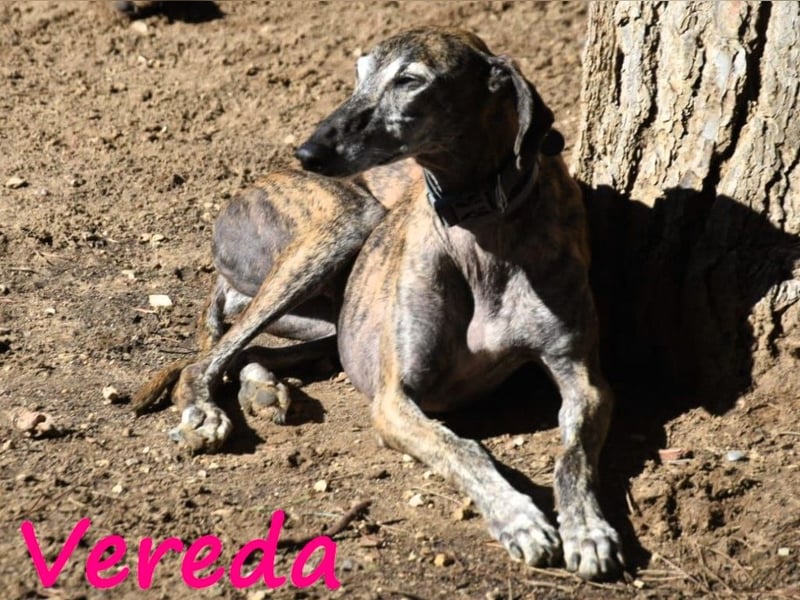 Vereda 06/2018 (ESP) - wundervolle, verschmuste und sehr liebevolle Galga!