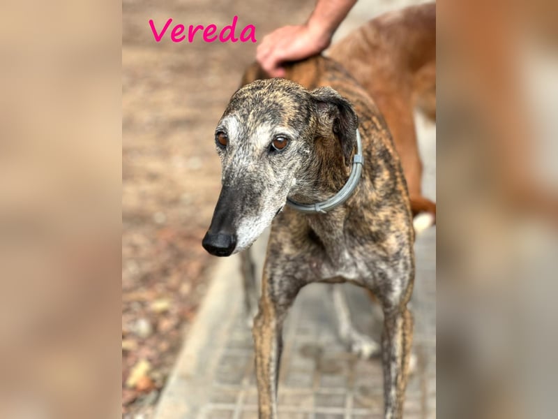 Vereda 06/2018 (ESP) - wundervolle, verschmuste und sehr liebevolle Galga!