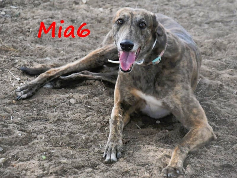 Mia6 10/2017 (ESP) - super liebe, zutrauliche und verschmuste Galga!