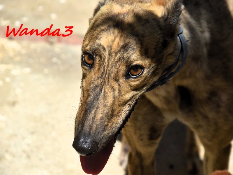Wanda3 geb. 11/2023 (ESP) - menschenbezogene, hübsche Galga!