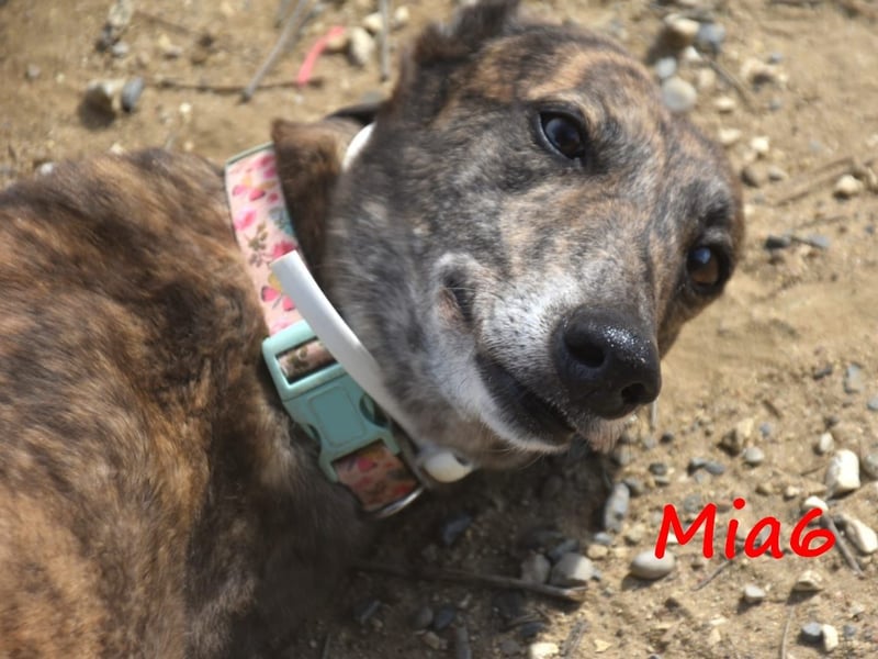 Mia6 10/2017 (ESP) - super liebe, zutrauliche und verschmuste Galga!