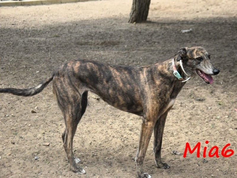 Mia6 geb. 10/2017 (ESP) - super liebe, zutrauliche und verschmuste Galga!