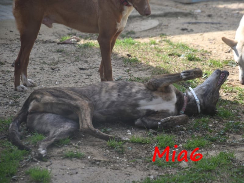 Mia6 10/2017 (ESP) - super liebe, zutrauliche und verschmuste Galga!