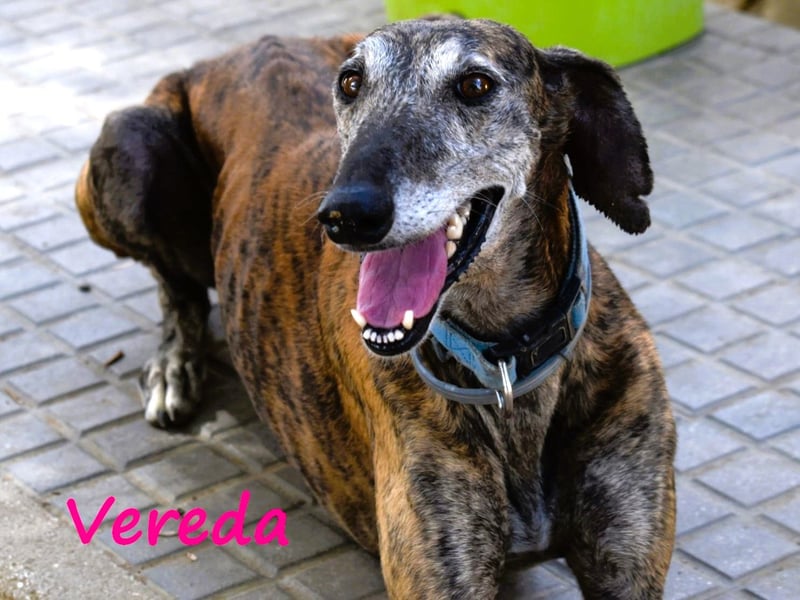 Vereda 06/2018 (ESP) - wundervolle, verschmuste und sehr liebevolle Galga!