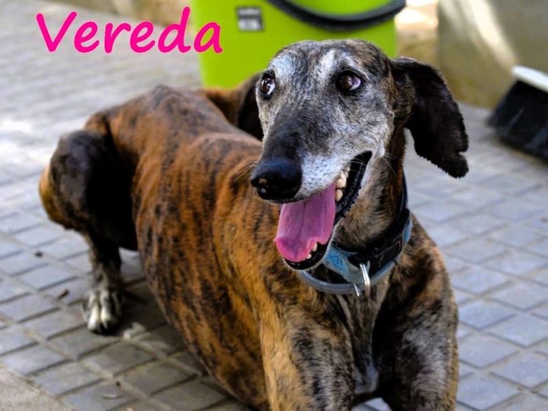Vereda 06/2018 (ESP) - wundervolle, verschmuste und sehr liebevolle Galga!