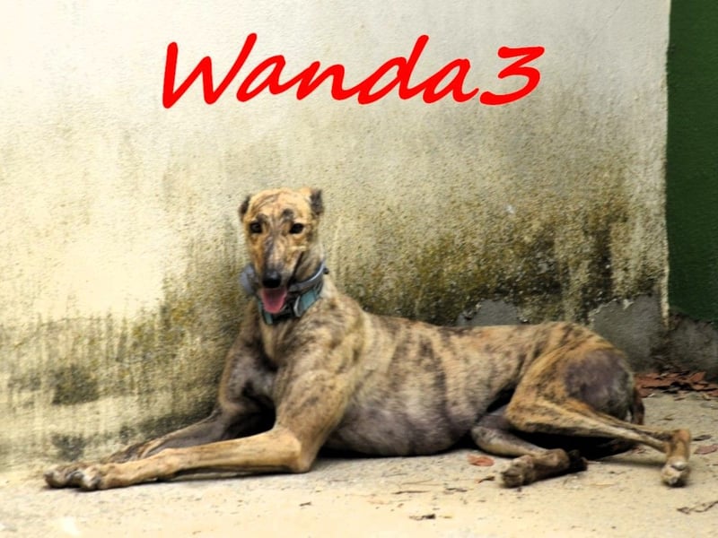 Wanda3 geb. 11/2023 (ESP) - menschenbezogene, hübsche Galga!