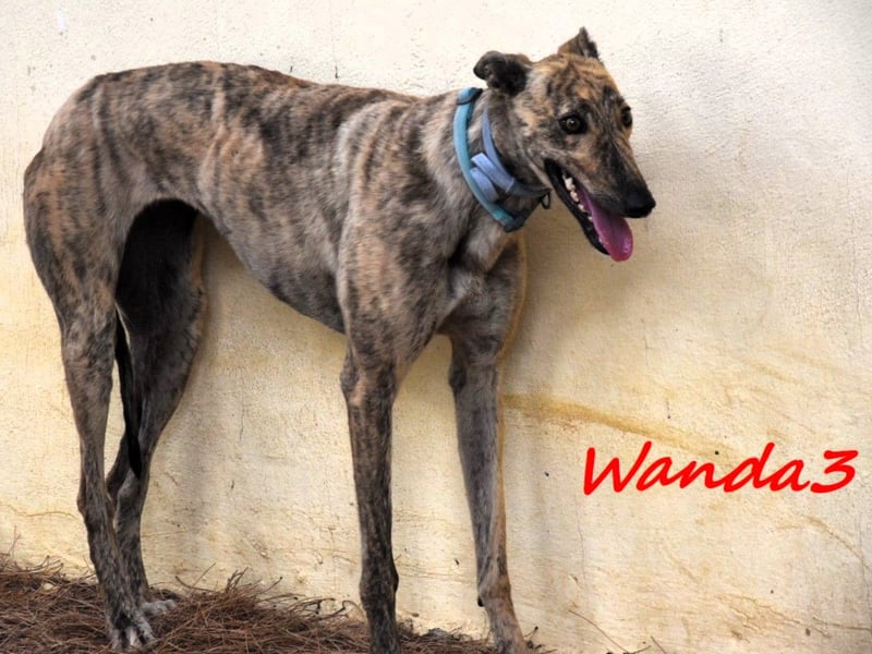 Wanda3 geb. 11/2023 (ESP) - menschenbezogene, hübsche Galga!