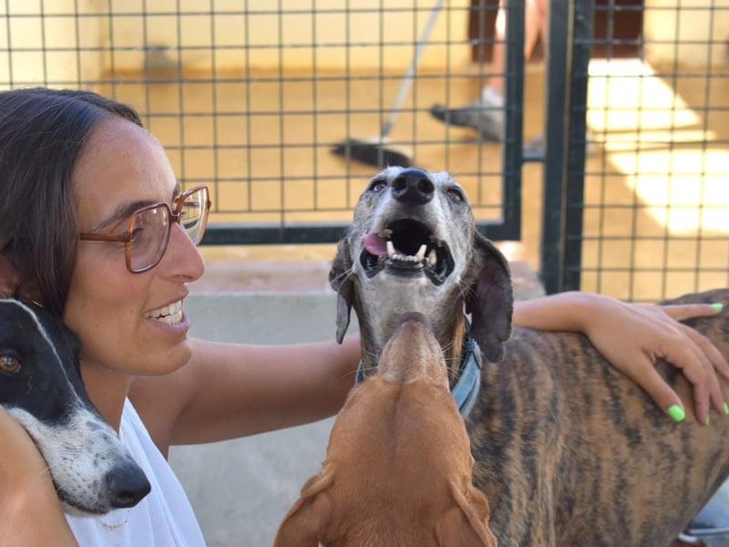 Vereda 06/2018 (ESP) - wundervolle, verschmuste und sehr liebevolle Galga!