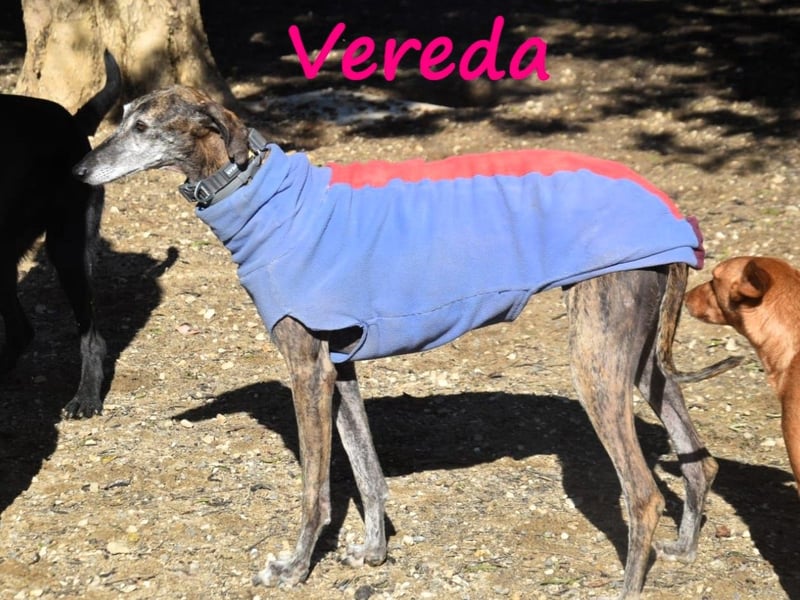 Vereda 06/2018 (ESP) - wundervolle, verschmuste und sehr liebevolle Galga!
