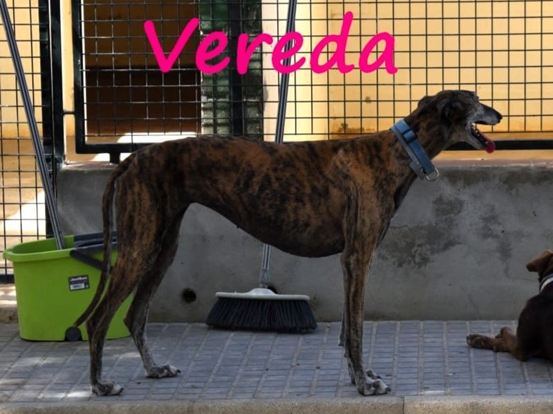 Vereda 06/2018 (ESP) - wundervolle, verschmuste und sehr liebevolle Galga!