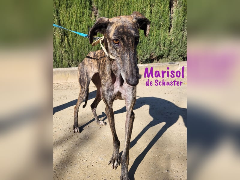 Marisol de Schuster 06/2022 (in Deutschland) - wunderschöne, soziale und verträgliche Galga!