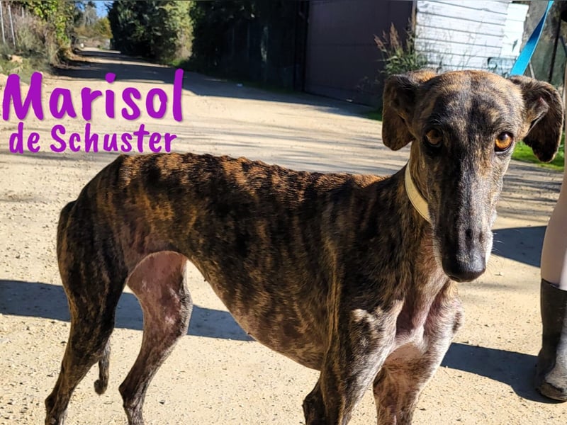 Marisol de Schuster 06/2022 (in Deutschland) - wunderschöne, soziale und verträgliche Galga!