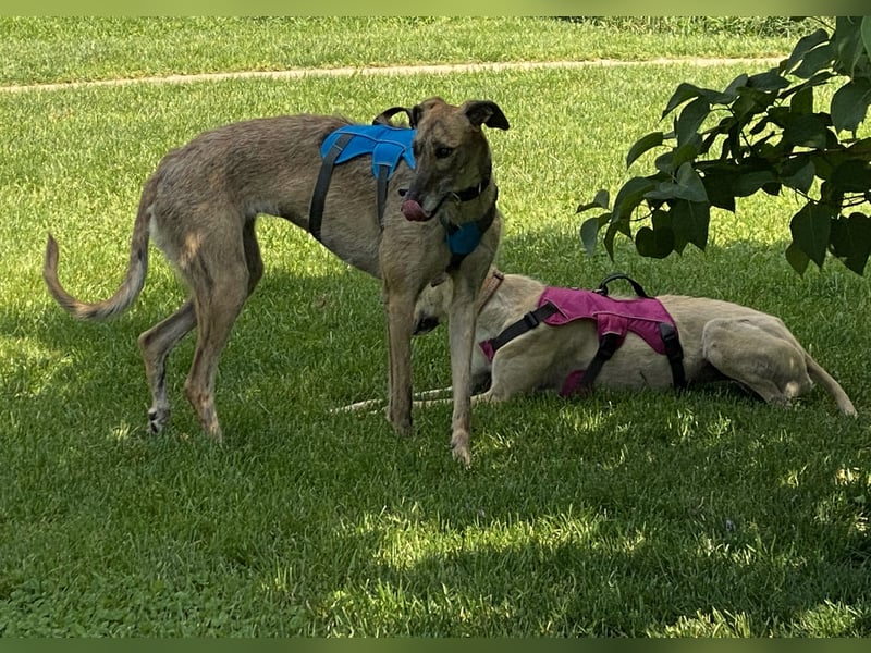 schüchterne Galga Blaze (Tierschutz)