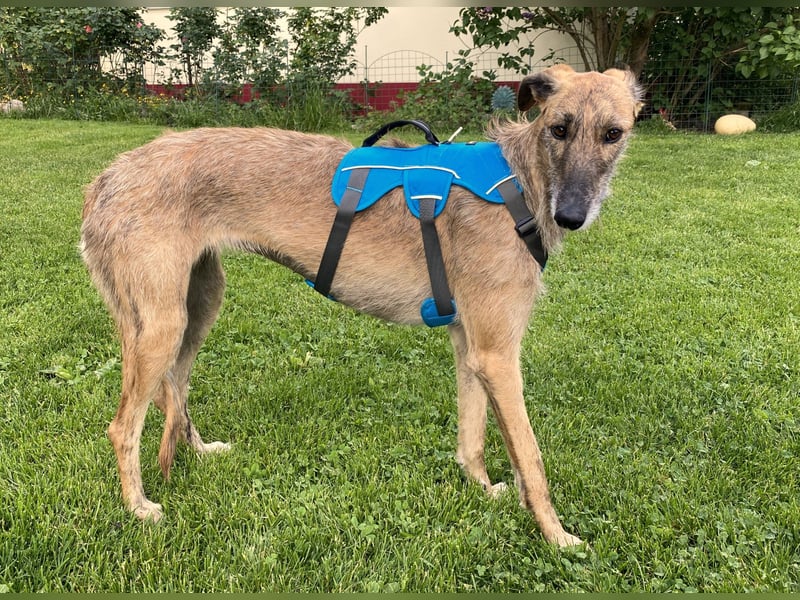 schüchterne Galga Blaze (Tierschutz)