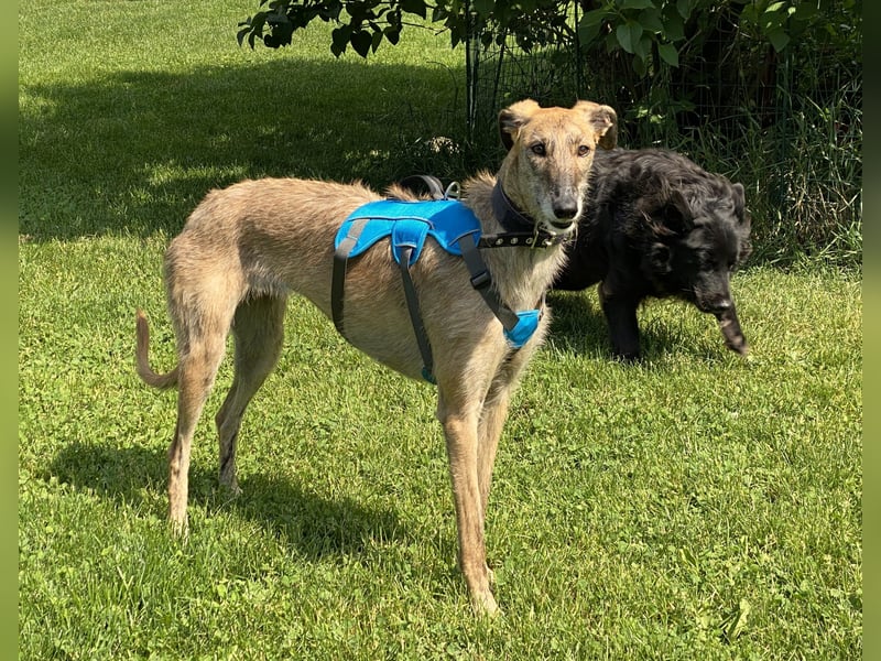 schüchterne Galga Blaze (Tierschutz)