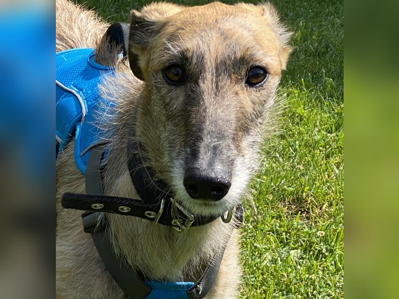 schüchterne Galga Blaze (Tierschutz)