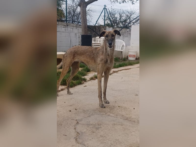 schüchterne Galga Blaze (Tierschutz)