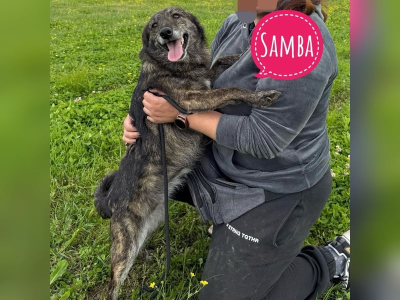 Samba die gutmütigste in Tierheim