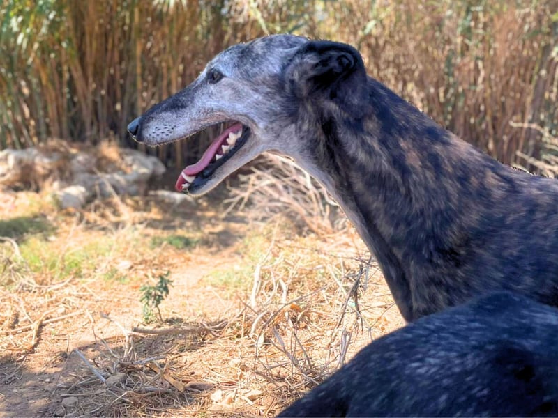 Monja & Hope – zwei Herzenshunde suchen Ihr Zuhause