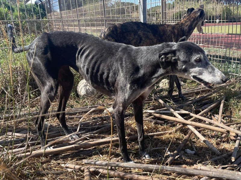 Monja & Hope – zwei Herzenshunde suchen Ihr Zuhause