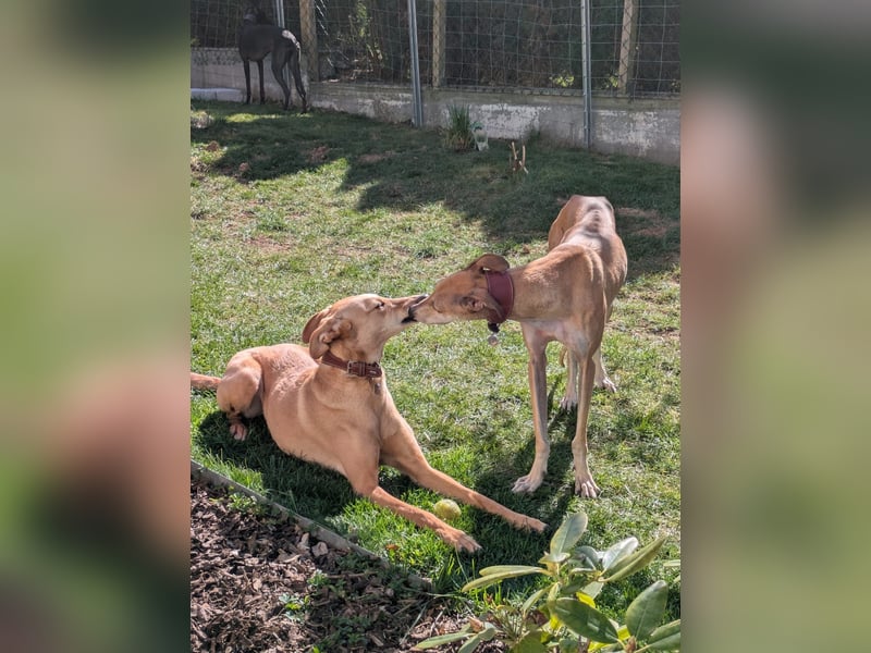 ANNI ❤️ lustige Galga, Pflgefamilie Bischberg