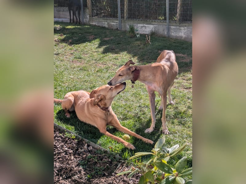 ANNI ❤️ lustige Galga, Pflgefamilie Bischberg