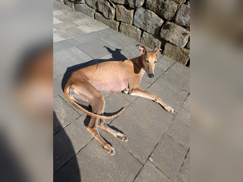ANNI ❤️ lustige Galga, Pflgefamilie Bischberg