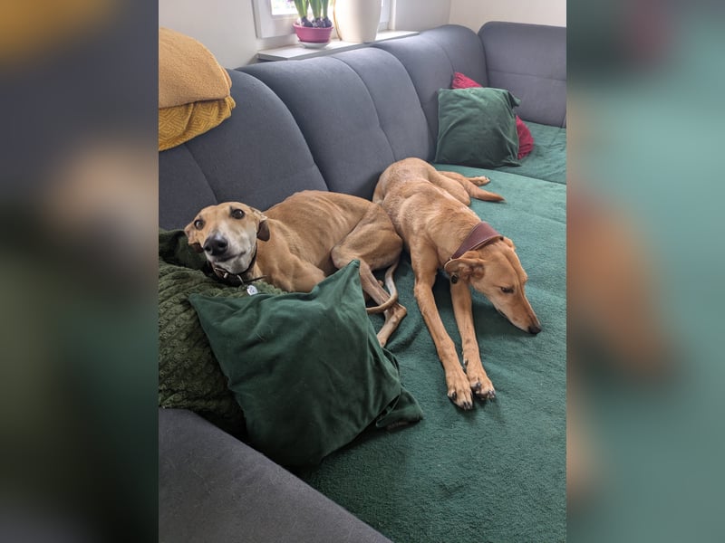 ANNI ❤️ lustige Galga, Pflgefamilie Bischberg