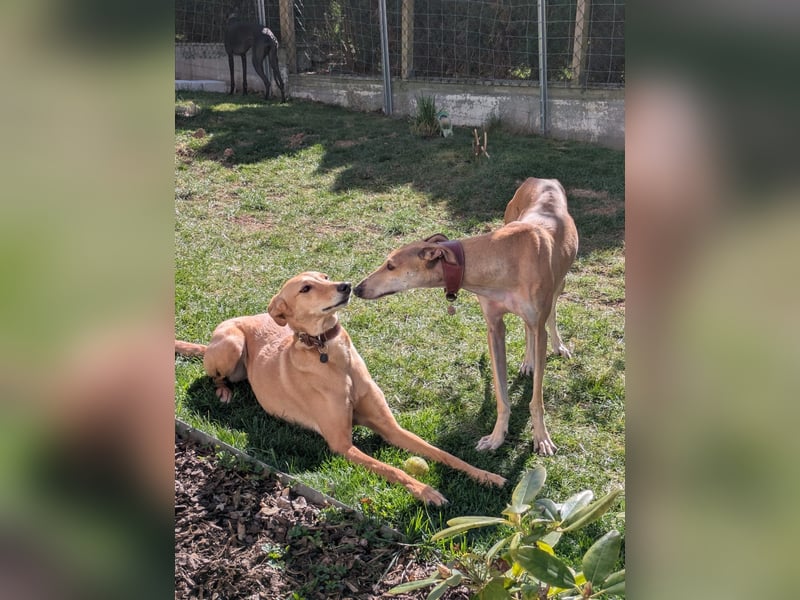 ANNI ❤️ lustige Galga, Pflgefamilie Bischberg