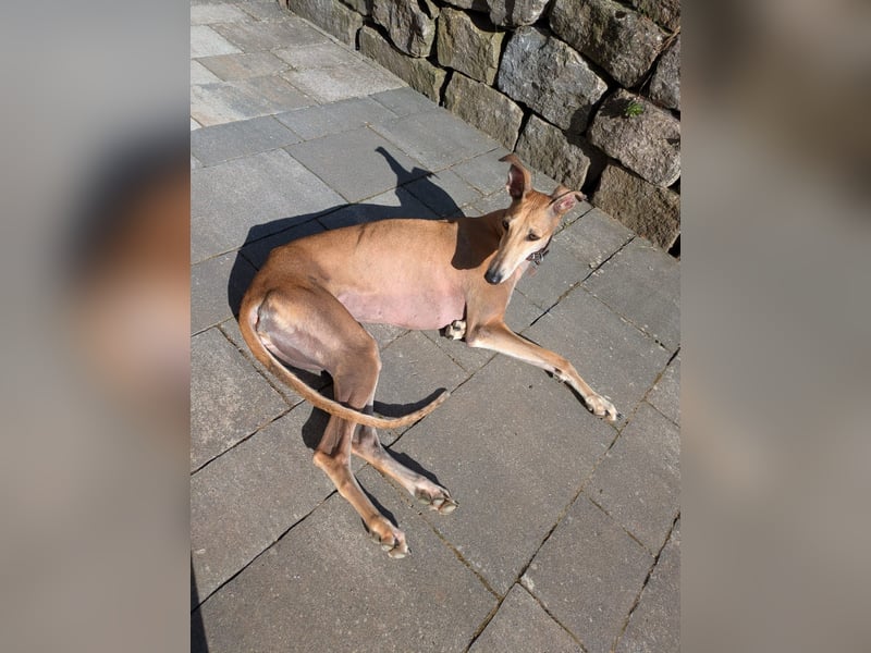 ANNI ❤️ lustige Galga, Pflgefamilie Bischberg
