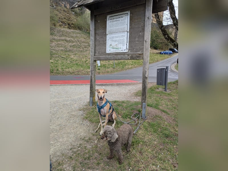 ANNI ❤️ lustige Galga, Pflgefamilie Bischberg