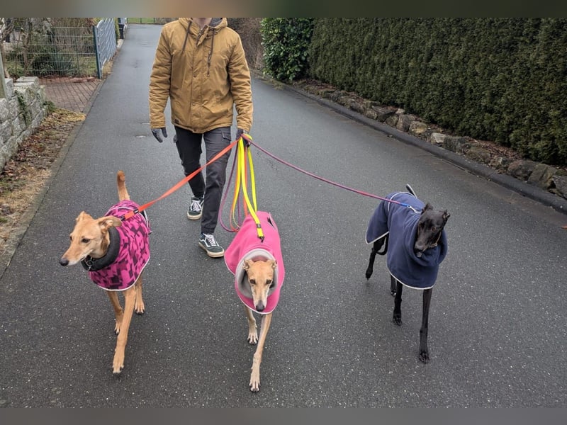 ANNI ❤️ lustige Galga, Pflgefamilie Bischberg