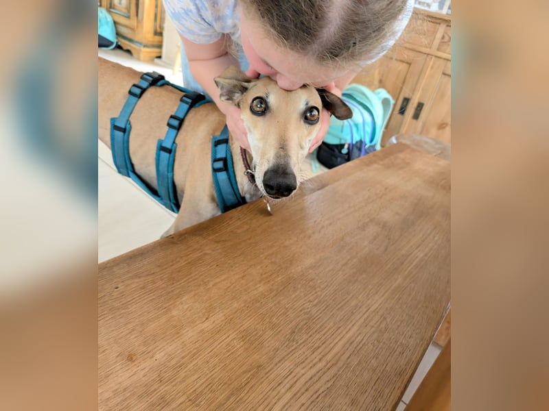 ANNI ❤️ lustige Galga, Pflgefamilie Bischberg