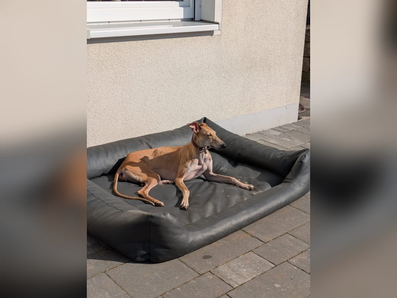 ANNI ❤️ lustige Galga, Pflgefamilie Bischberg