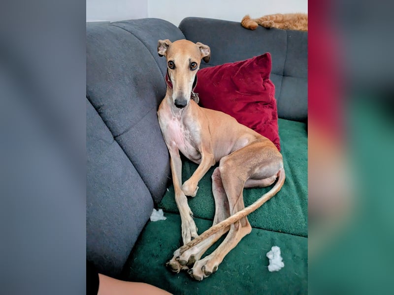 ANNI ❤️ lustige Galga, Pflgefamilie Bischberg