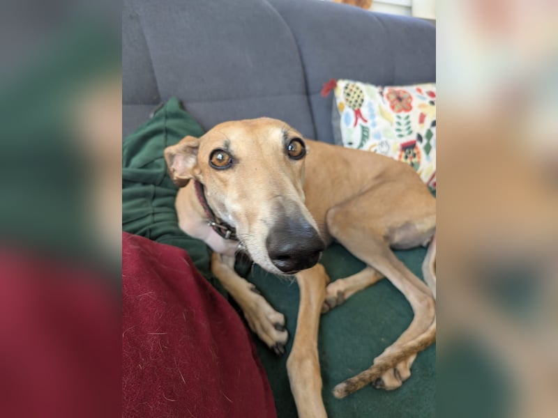 ANNI ❤️ lustige Galga, Pflgefamilie Bischberg