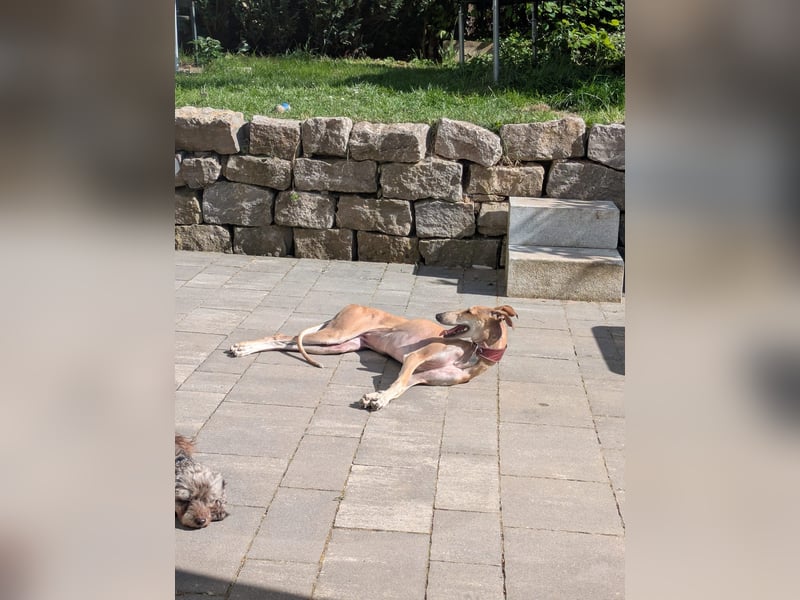 ANNI ❤️ lustige Galga, Pflgefamilie Bischberg