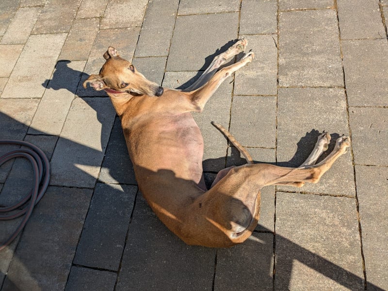 ANNI ❤️ lustige Galga, Pflgefamilie Bischberg