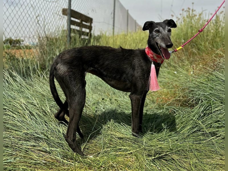 Giria - ängstliche Galga sucht