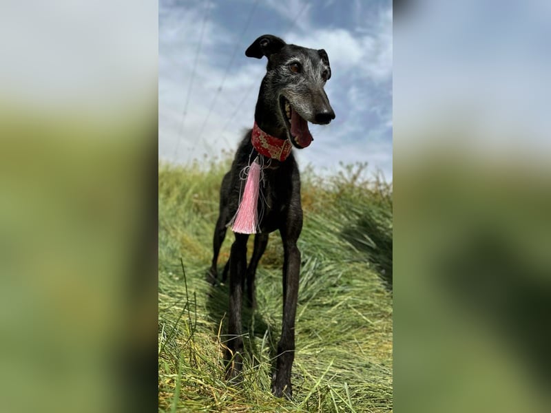 Giria - ängstliche Galga sucht