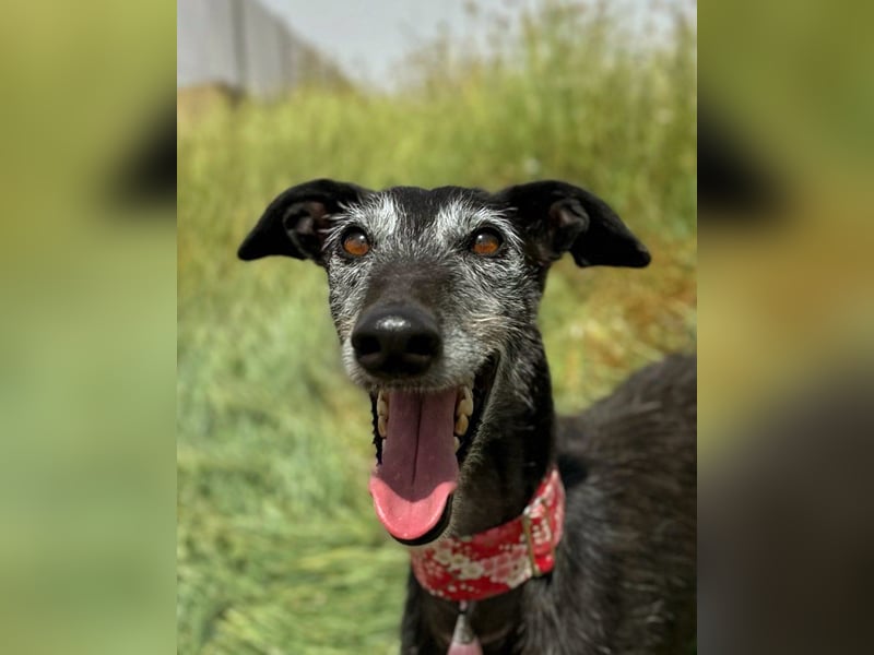Giria - ängstliche Galga sucht