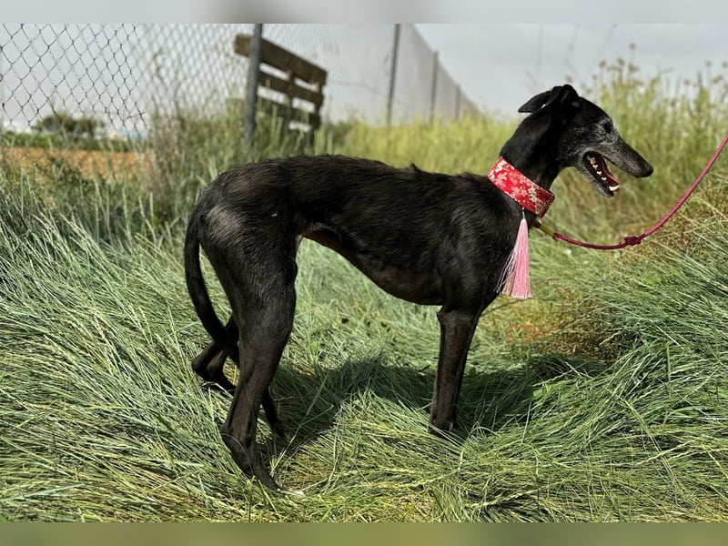 Giria - ängstliche Galga sucht