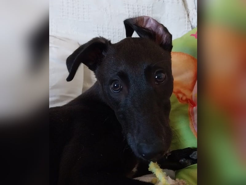 Skadi - beim Tierarzt ausgesetzt